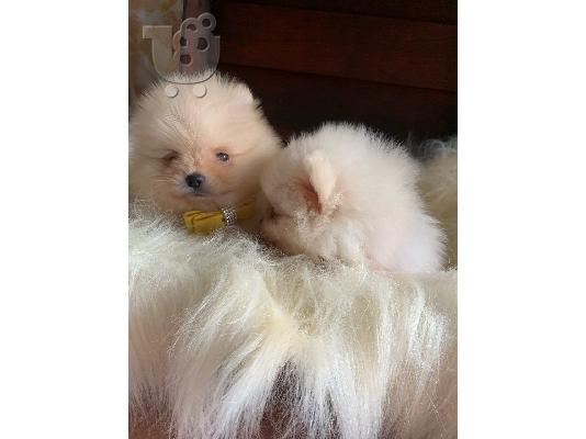 Γεια σας, εδώ έχουμε 2 υπέροχα κουτάβια Pomeranian, 1